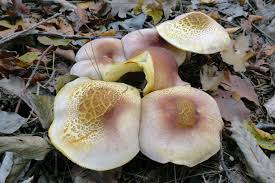 Attēlu rezultāti vaicājumam “Tricholomopsis rutilans”