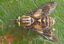 Attēlu rezultāti vaicājumam “Chrysops”