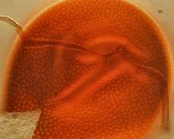 Attēlu rezultāti vaicājumam “Diderma subviridifuscum var. macrospora*”