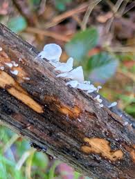 Attēlu rezultāti vaicājumam “Postia tephroleucus”