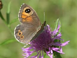 Attēlu rezultāti vaicājumam “Lasiommata maera”