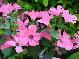 Image result for Lavatera trimestris