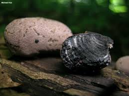 Attēlu rezultāti vaicājumam “Daldinia concentrica”