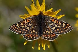 Attēlu rezultāti vaicājumam “Vacciniina optilete underside”