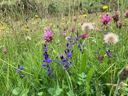 Attēlu rezultāti vaicājumam “Polygala vulgaris”