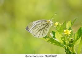 Attēlu rezultāti vaicājumam “Pieris napi male”