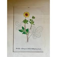 Image result for Thaddus Haenke