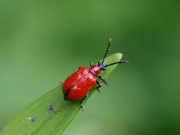 Attēlu rezultāti vaicājumam “Lilioceris lilii”