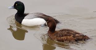 Image result for Aythya marila