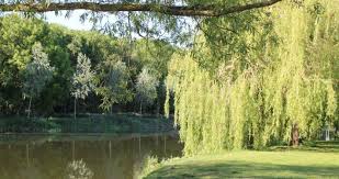 Image result for Wyre Piddle Cricket Club (Wpcc)