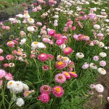 Image result for Strohblume