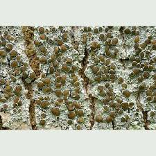 Attēlu rezultāti vaicājumam “Lecanora chlarotera”