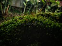 Attēlu rezultāti vaicājumam “Bryales”