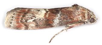 Attēlu rezultāti vaicājumam “Phycita roborella”