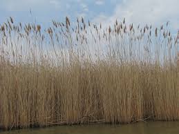 Attēlu rezultāti vaicājumam “Phragmites communis”