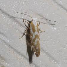 Attēlu rezultāti vaicājumam “Argyresthiidae”