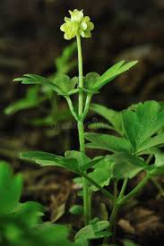 Attēlu rezultāti vaicājumam “Adoxa moschatellina”