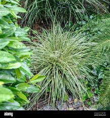 Attēlu rezultāti vaicājumam “Carex ornithopoda fruit”