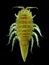 Attēlu rezultāti vaicājumam “Saduria entomon”