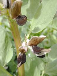 Attēlu rezultāti vaicājumam “Vicia faba flower”