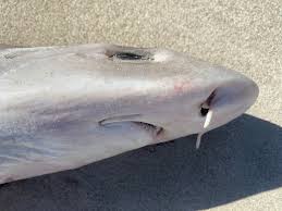 Image result for Furgaleus macki