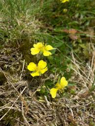 Image result for Potentilla erecta