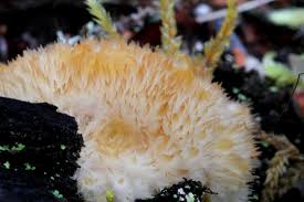 Attēlu rezultāti vaicājumam “Postia ptychogaster”