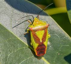Attēlu rezultāti vaicājumam “Acanthosoma haemorrhoidale”