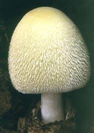 Attēlu rezultāti vaicājumam “Volvariella bombycina”