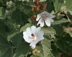 Image result for Althaea officinalis