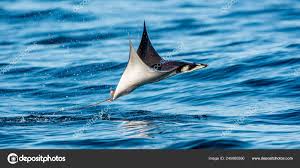 Image result for Mobula munkiana