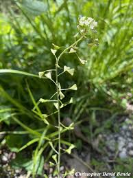 Attēlu rezultāti vaicājumam “Capsella bursa-pastoris flower”