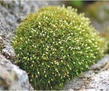 Attēlu rezultāti vaicājumam “Rhabdoweisia fugax”