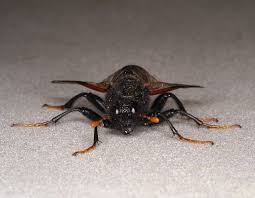 Attēlu rezultāti vaicājumam “Cimbex femoratus”