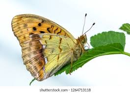 Attēlu rezultāti vaicājumam “Argynnis laodice underside”