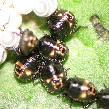 Attēlu rezultāti vaicājumam “Pentatomidae eggs”