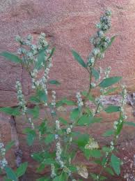 Image result for Chenopodium album
