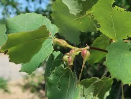 Attēlu rezultāti vaicājumam “Contarinia petioli”