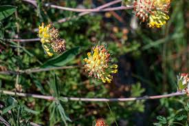 Attēlu rezultāti vaicājumam “Anthyllis vulneraria leaf”
