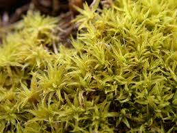 Attēlu rezultāti vaicājumam “Tortella tortuosa”