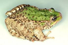 Attēlu rezultāti vaicājumam “Pelophylax juvenile”