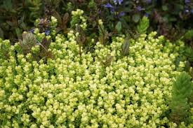 Image result for Sedum acre