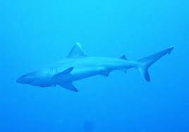 Image result for Carcharhinus amblyrhynchos