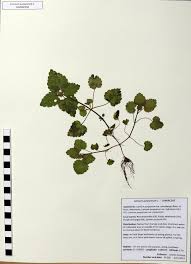 Attēlu rezultāti vaicājumam “Lamium purpureum leaf”