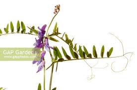 Attēlu rezultāti vaicājumam “Vicia cracca bud”