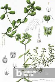 Attēlu rezultāti vaicājumam “Callitriche cophocarpa leaf”