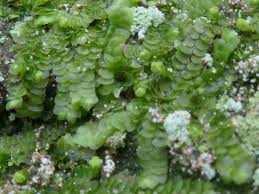 Attēlu rezultāti vaicājumam “Calypogeia”