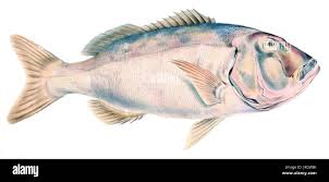 Image result for Petrus rupestris