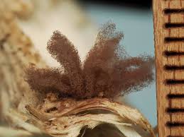 Attēlu rezultāti vaicājumam “Heterotrichia pomiformis (syn. Arcyria pomiformis) stalked”