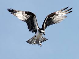Image result for Pandion haliaetus